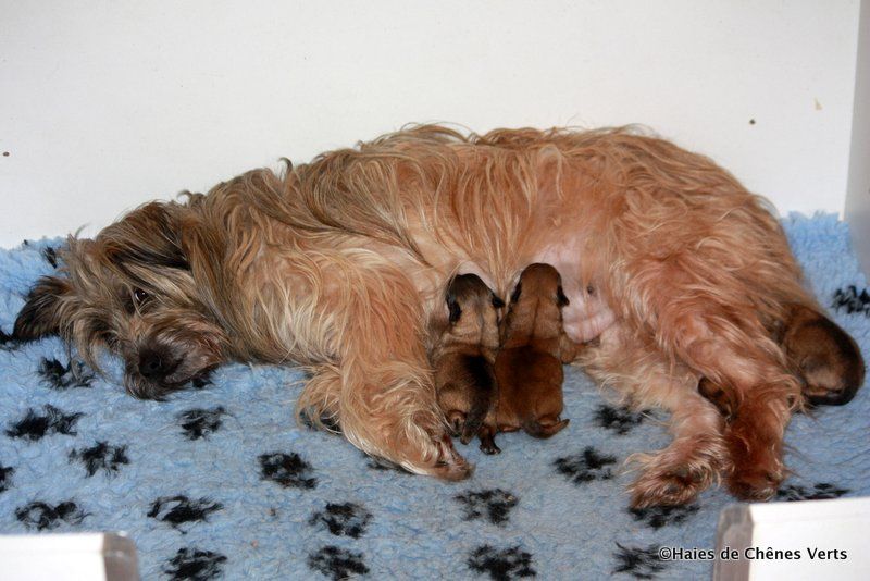 Chiot Berger des Pyrenees à poil long des Haies de Chênes Verts