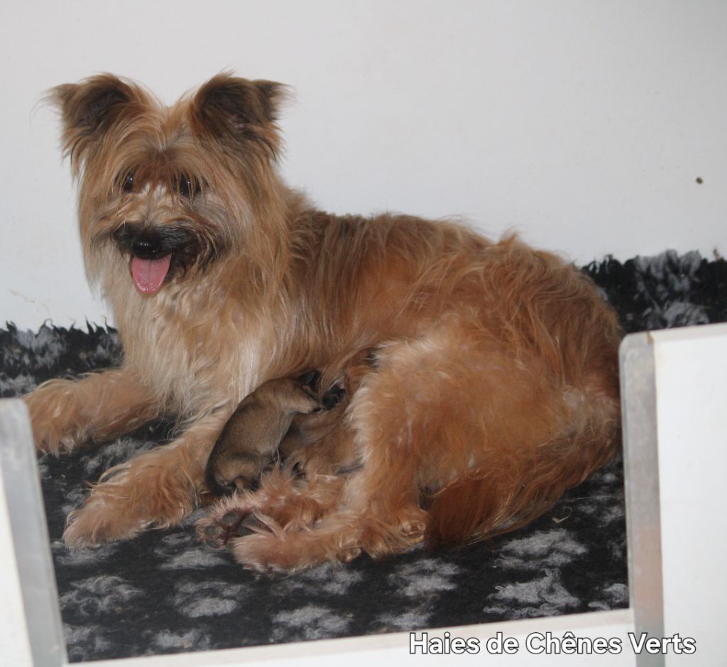 Chiot Berger des Pyrenees à poil long des Haies de Chênes Verts