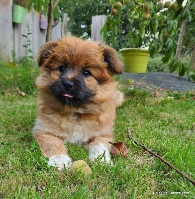 CHIOT