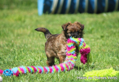 CHIOT 1