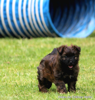 CHIOT 2