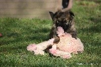 CHIOT