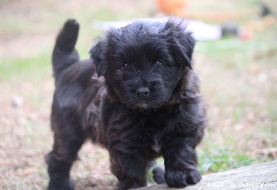 CHIOT