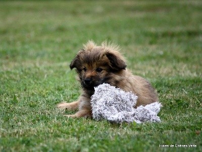 CHIOT