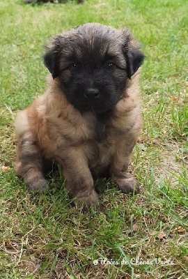 CHIOT 3