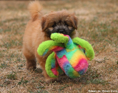 CHIOT