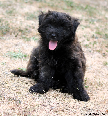 CHIOT