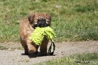 CHIOT