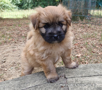 CHIOT