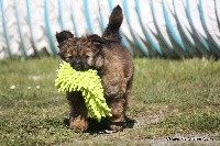 CHIOT