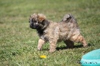 CHIOT