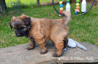 CHIOT 1