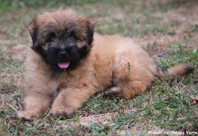 CHIOT