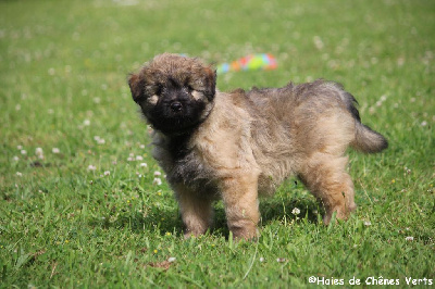 CHIOT