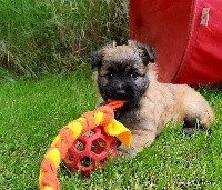 CHIOT