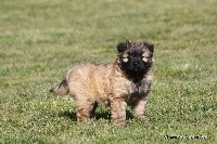 CHIOT