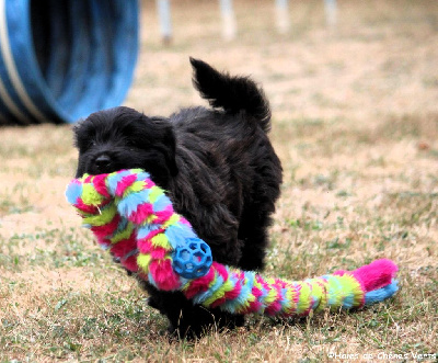 CHIOT