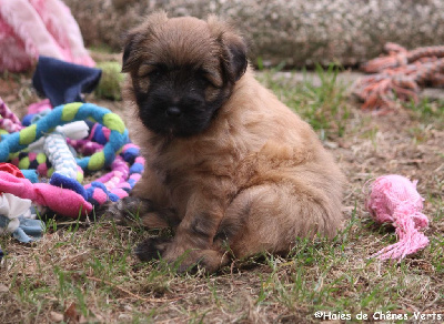 CHIOT