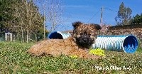 CHIOT