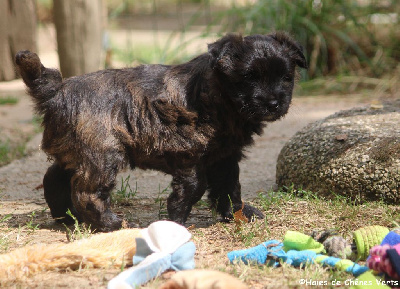 CHIOT