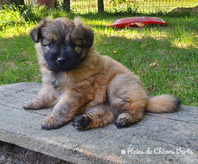 CHIOT 2