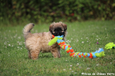CHIOT