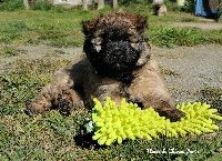 CHIOT