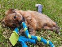 CHIOT