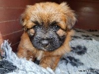 CHIOT