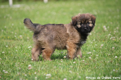 CHIOT