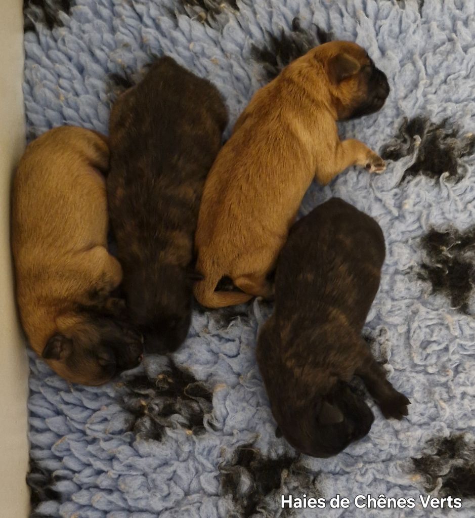 des Haies de Chênes Verts - Chiots disponibles - Berger des Pyrenees à poil long