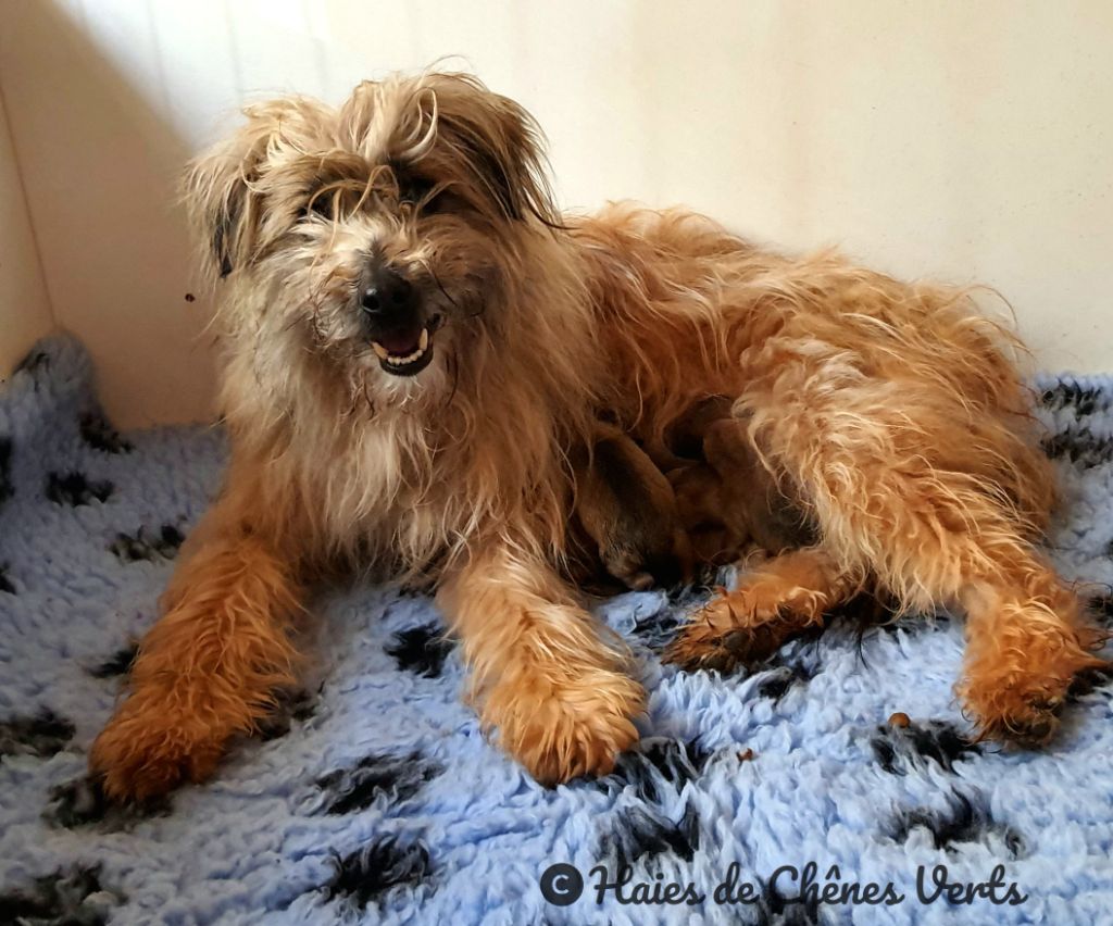 Chiot Berger des Pyrenees à poil long des Haies de Chênes Verts