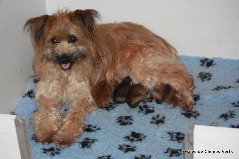 Chiot Berger des Pyrenees à poil long des Haies de Chênes Verts